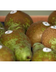 PERA CONFERENCIA MEDIANA. 10 Kg. PORTES GRATIS