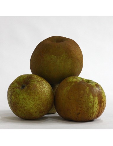 CAJA MIXTA MANZANAS REINETA, FUJI Y GOLDEN. 10 KG. PORTES GRATIS