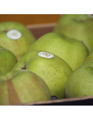 MANZANA REINETA GRANDE 10 Kg. PORTES GRATIS.
