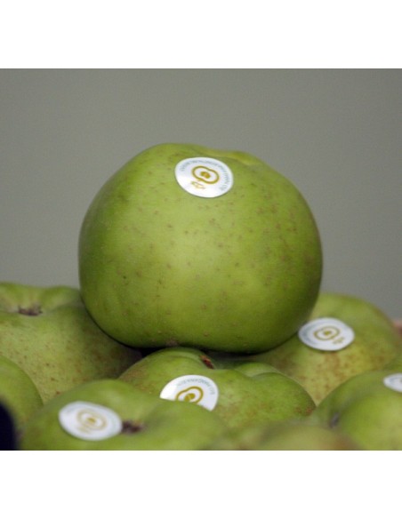 MANZANA REINETA GRANDE 10 Kg. PORTES GRATIS.